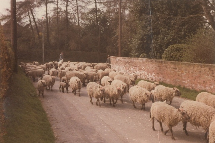 Needham Photograph Collection Finkle Street Sheep on Road